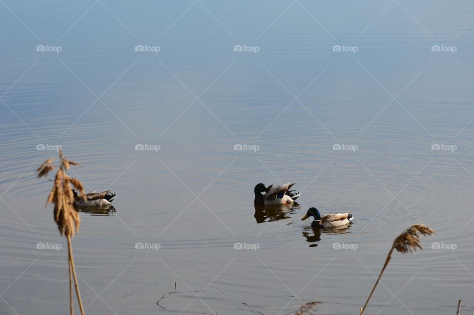 three ducks in lake