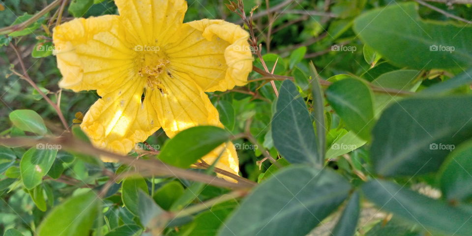 Fleur jaune