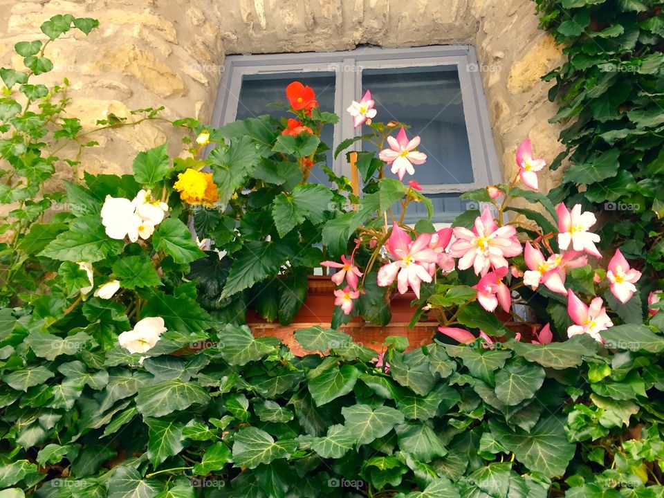 Flower window