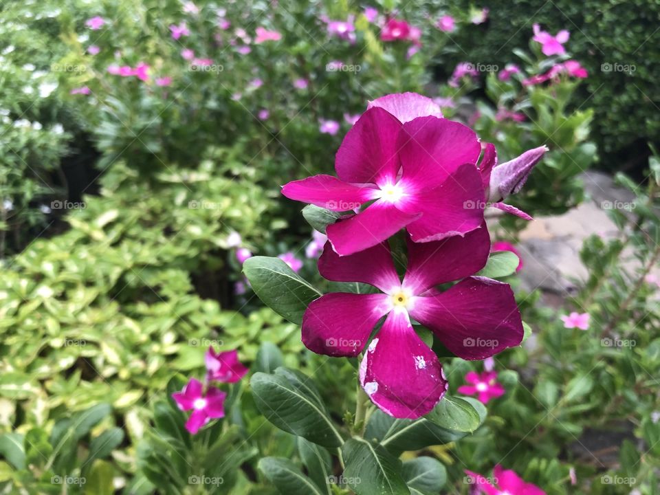 Madagascar Periwinkle