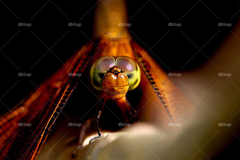 Staredown with the yellow dragonfly