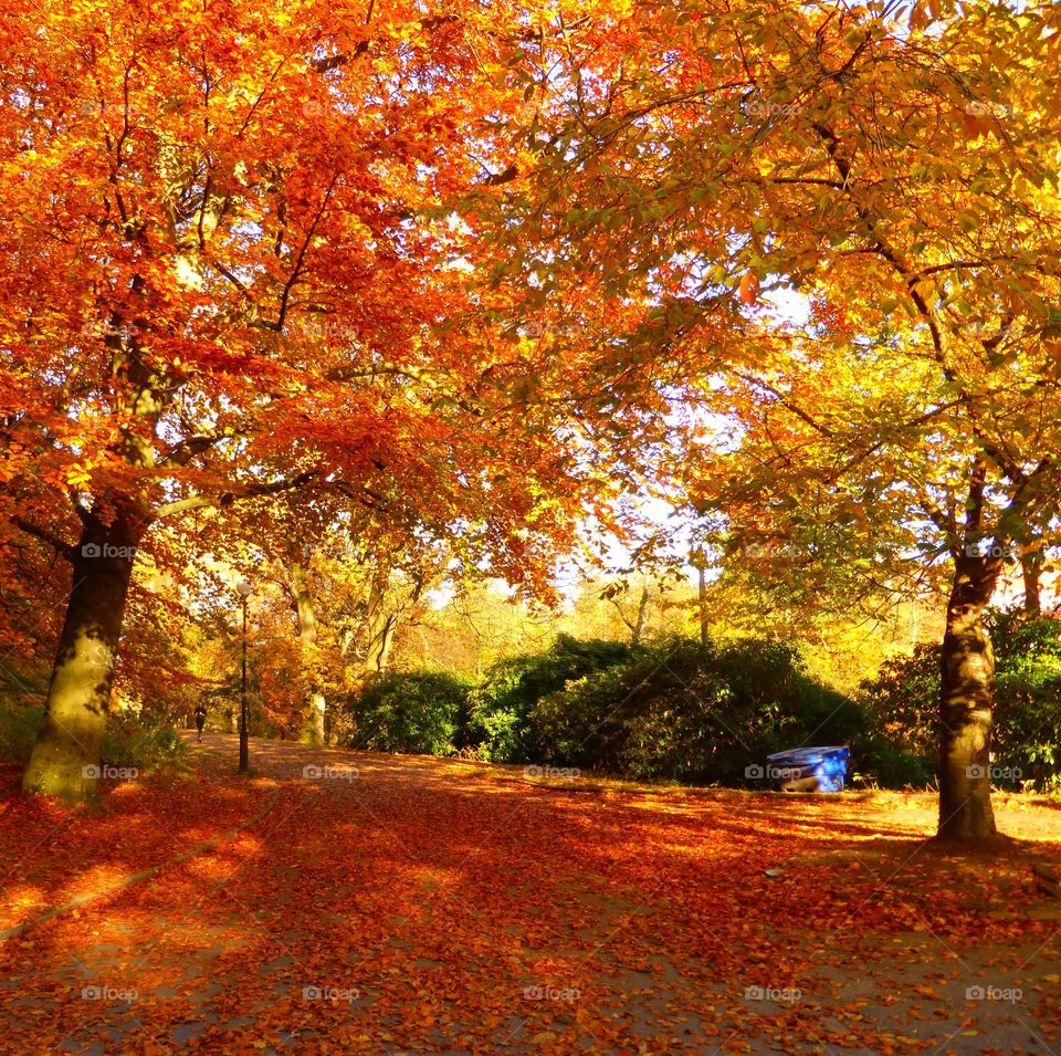 Trees in forest during autumn