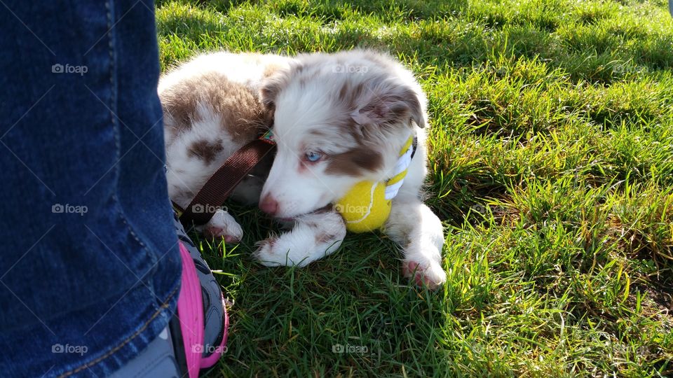 Pet puppy laying in grass with tennis ball