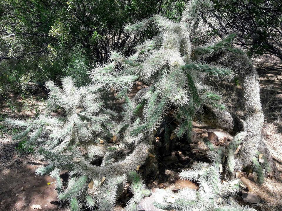 Cholla cactus