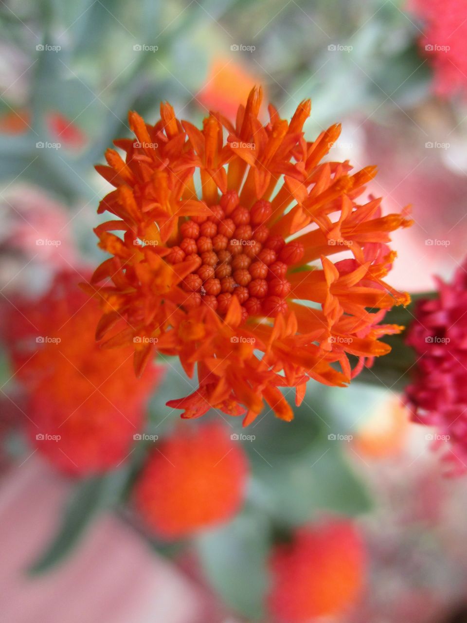 Senecio Fulgens Flower