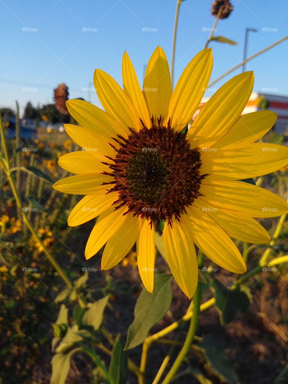 Sunny sunflower