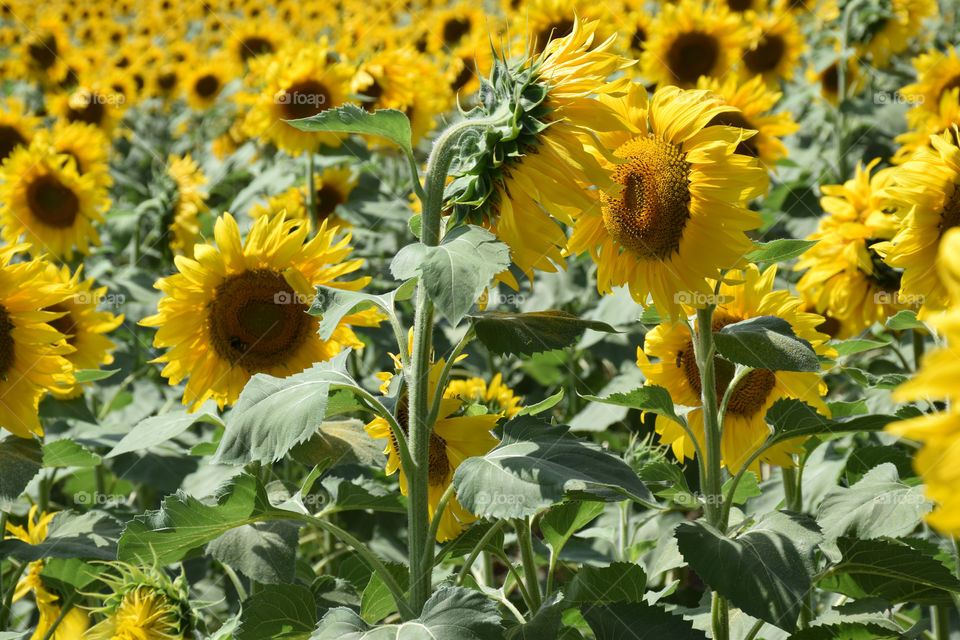 Flora, Summer, Sunflower, Nature, Flower