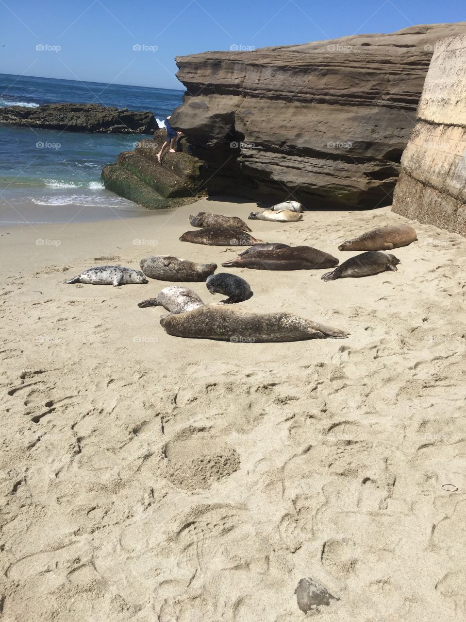 Seals!