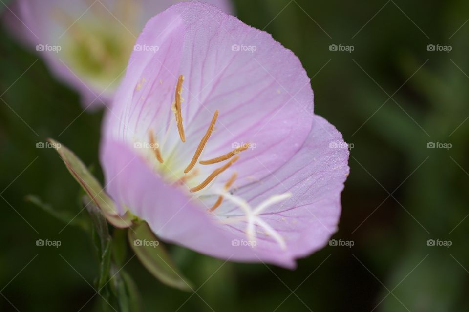 Dew on a buttercup macro 