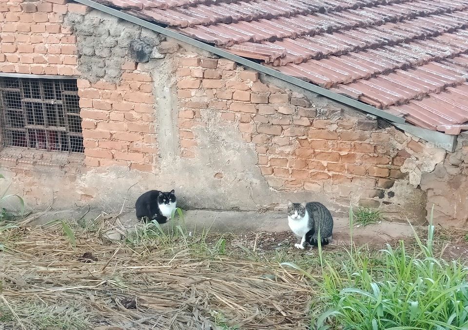 Two cats by an old brick house