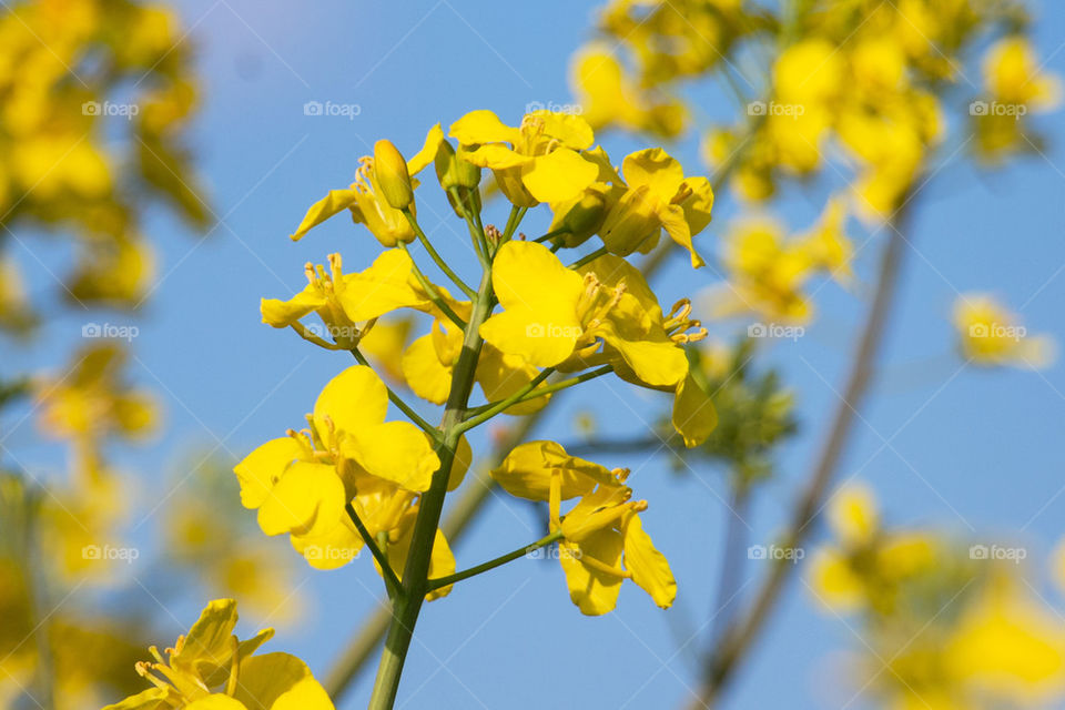 Close-up of rapeseed flowers in bloom