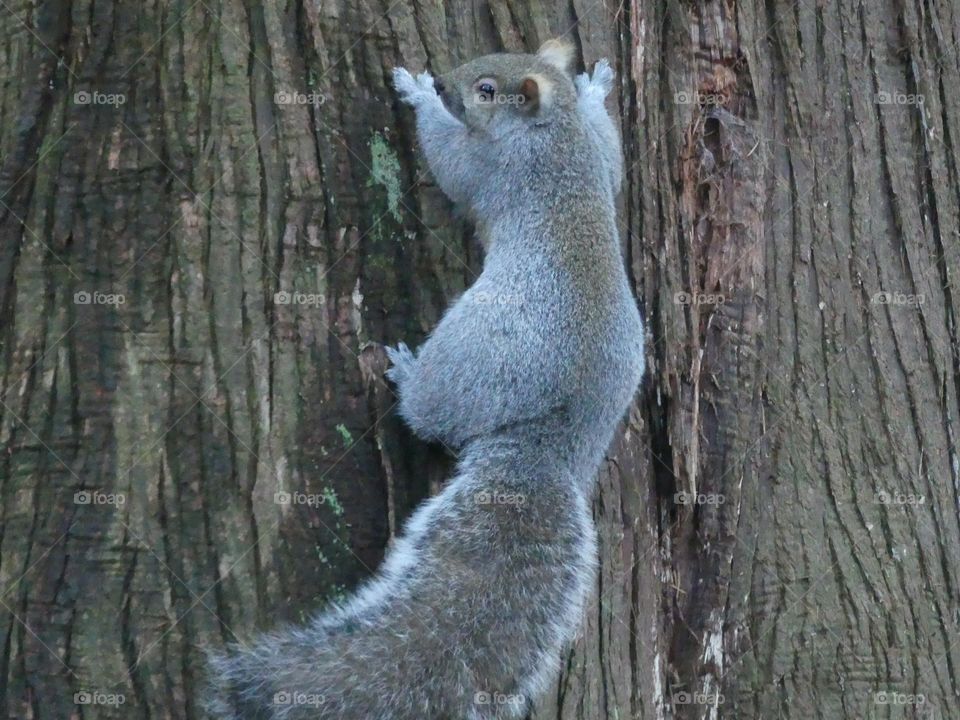 Squirrel 