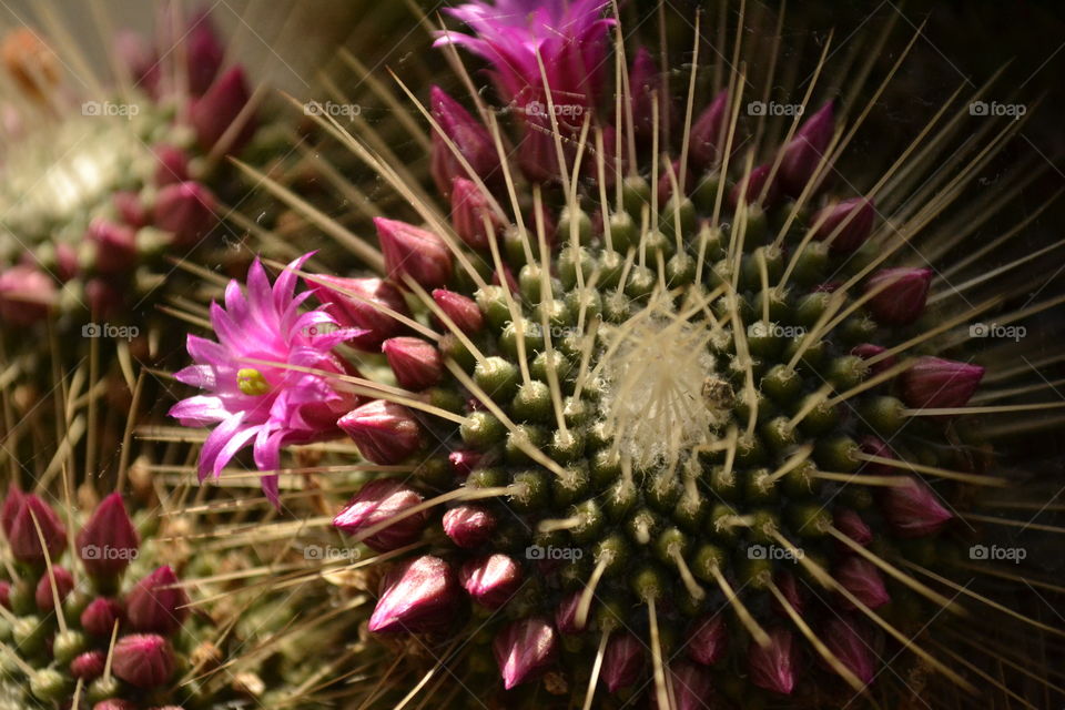 Beautiful pink flower cactus