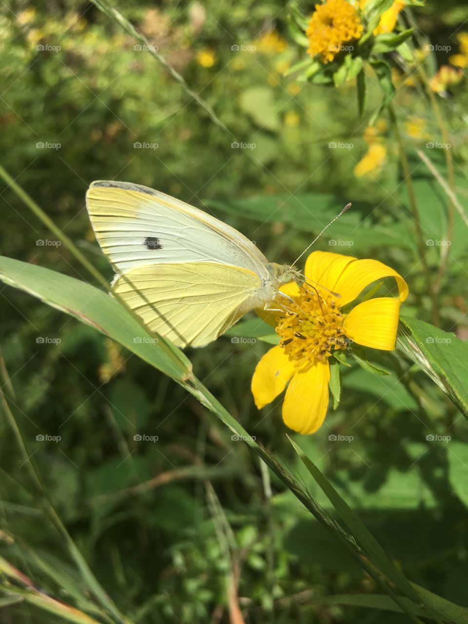 Cabbage white butterfly feeding on a yellow flower 
