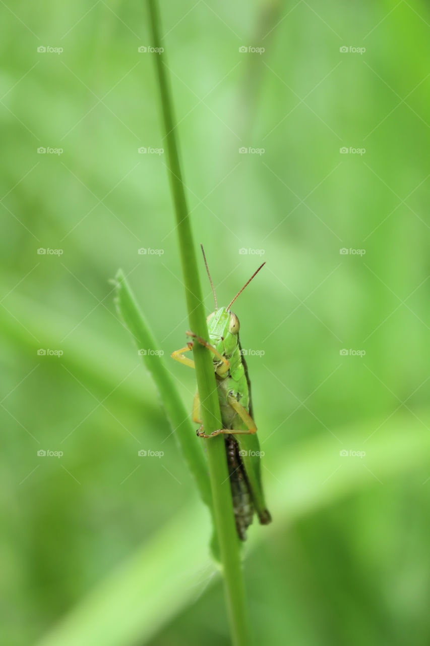 Grasshopper