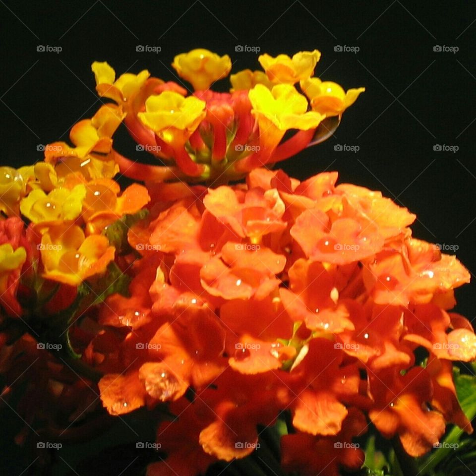 Night Lantana
