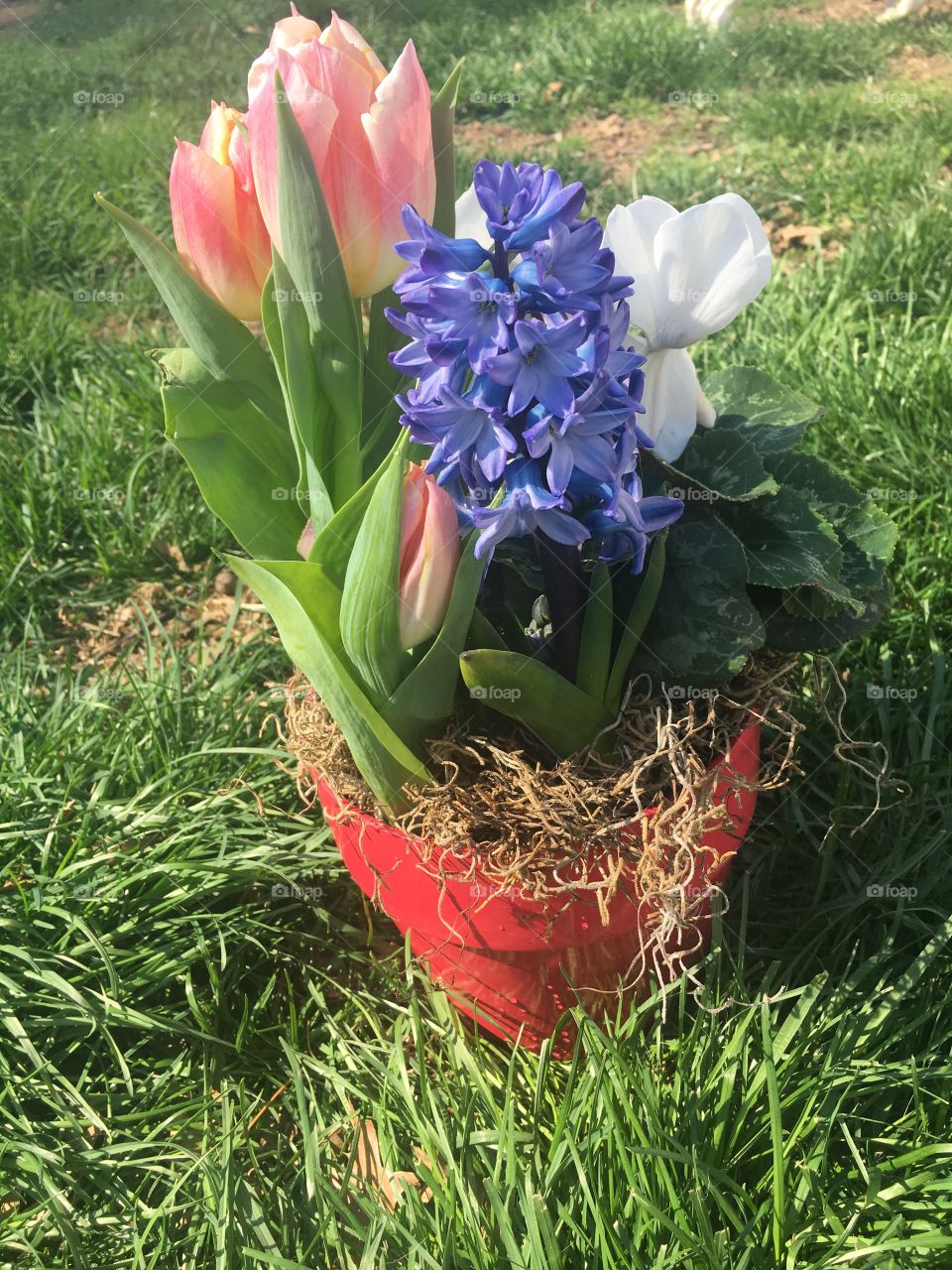 Spring Flowers in pot 
