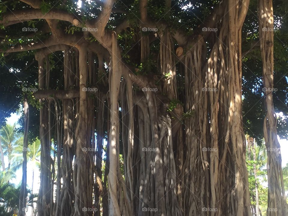 Tree in Hawaii 