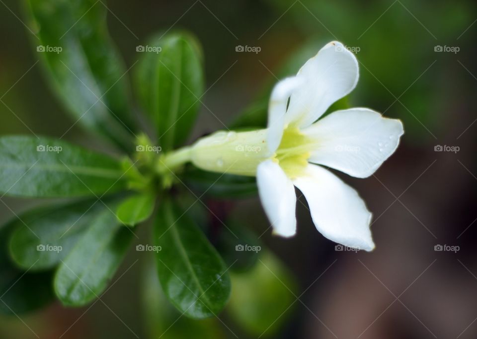 flower