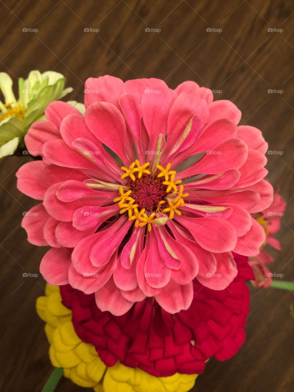 Zinnia