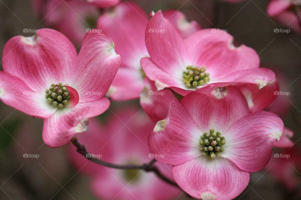 Pink Dogwood bloom, macro
