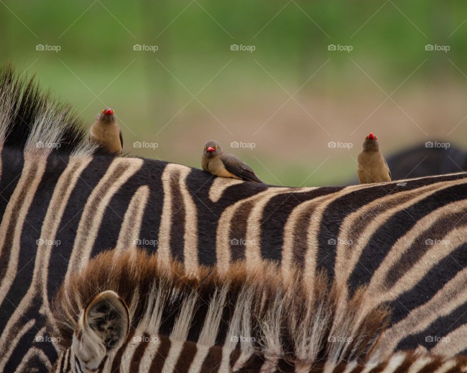 Oxpeckers On a Zebra
