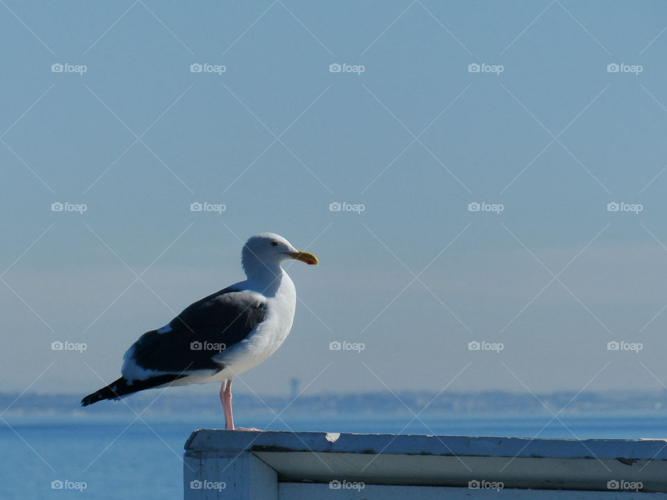 Seagull