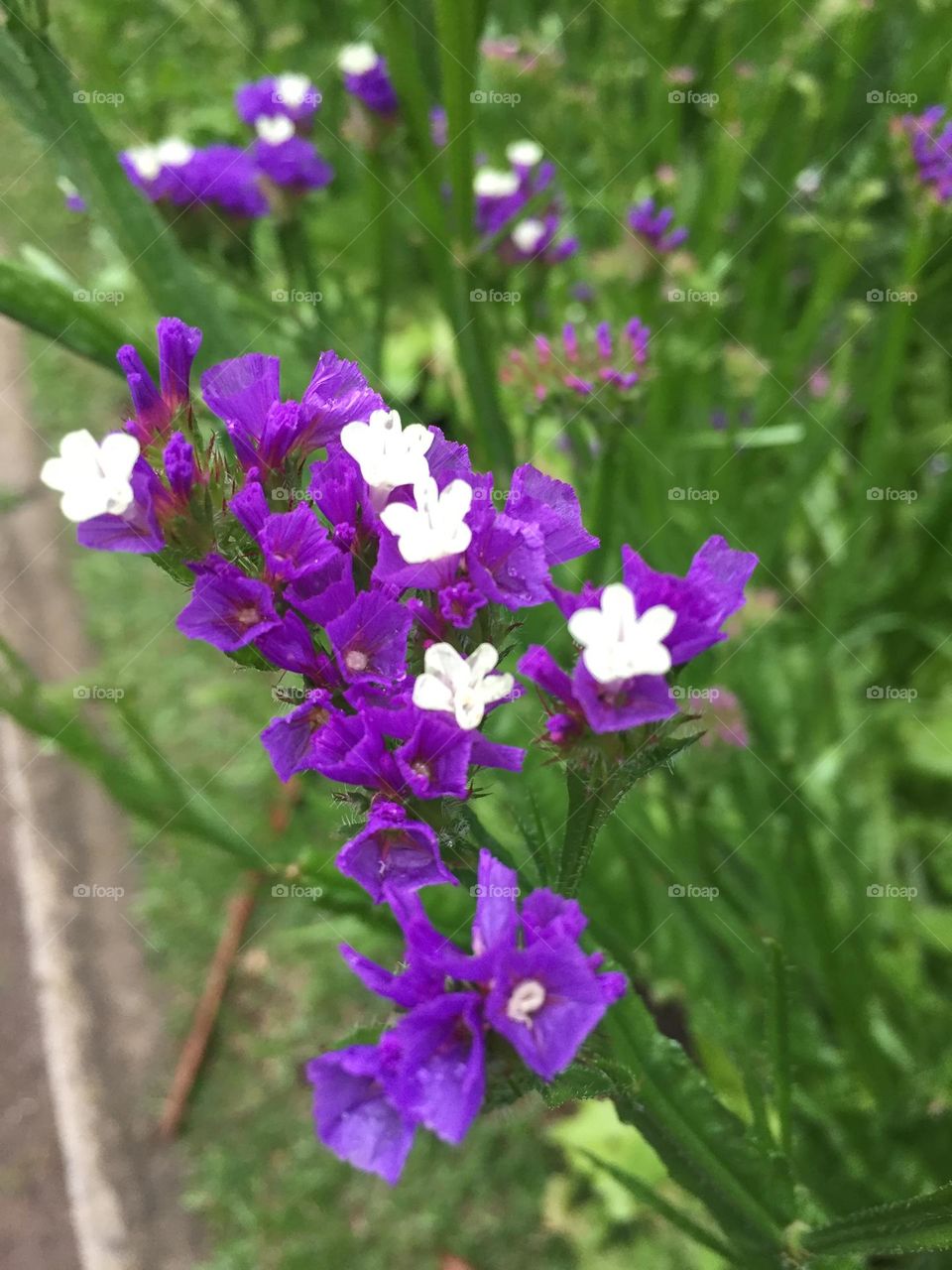 Purple flowers can make beautiful park😊
