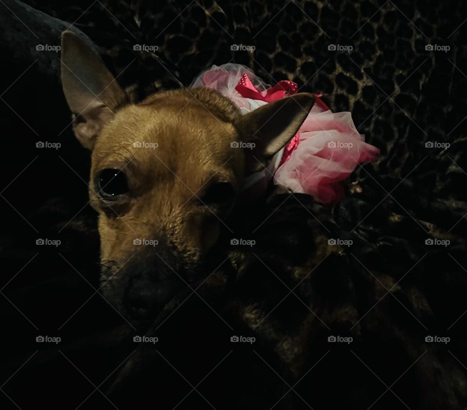 Love is a four-legged word.