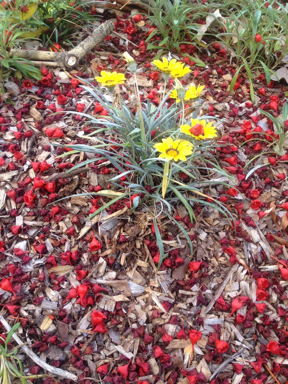 Spring Ground Flowers