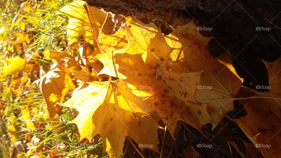 Золота осінь