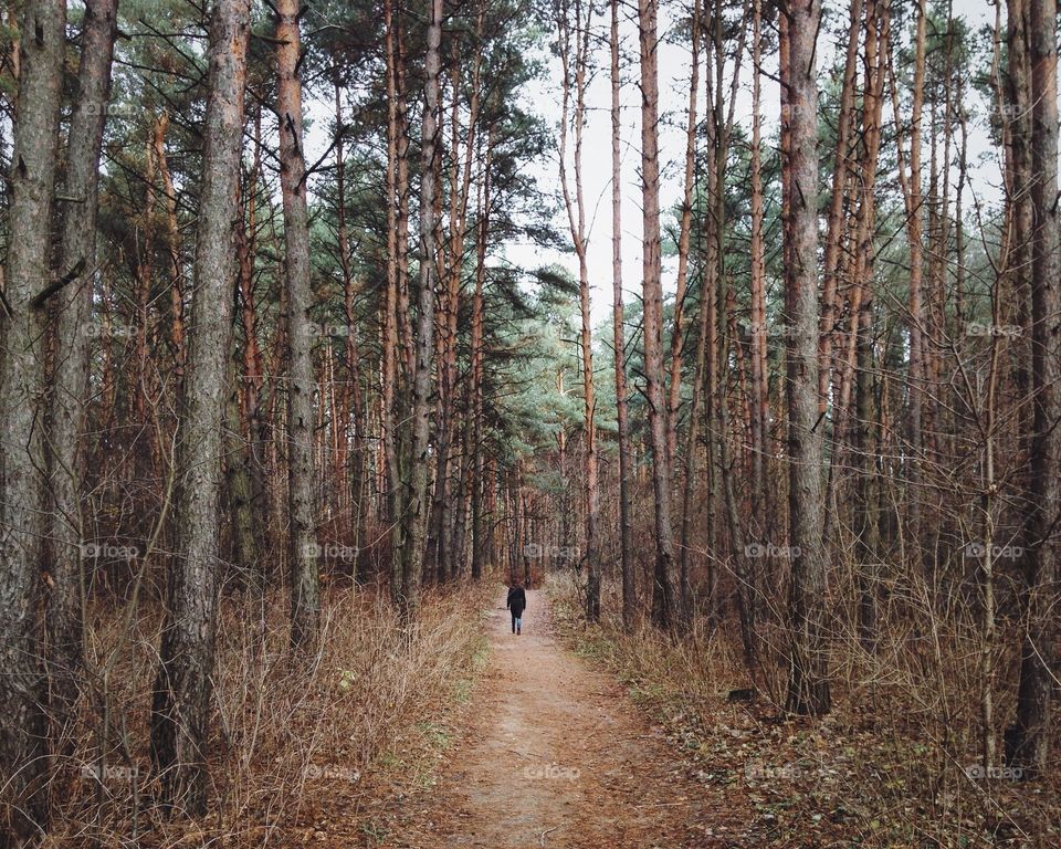 Distant view of a person walking on forest foothpath