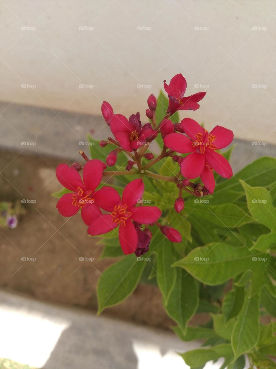 red colour flower looks very beautiful generally found everywhere fresh seasonal green leaves