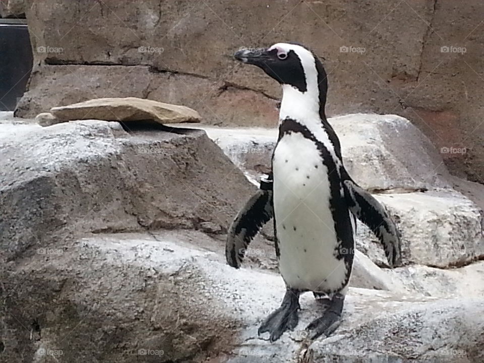 penguin stretch
