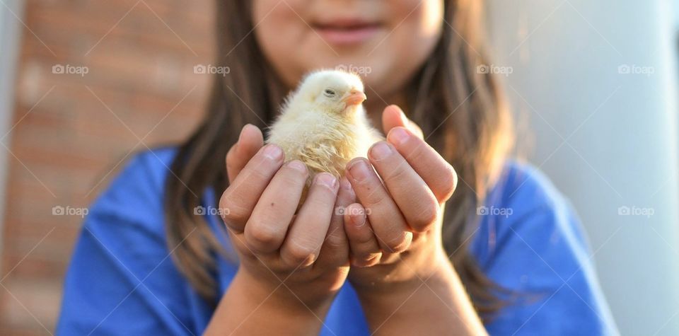 Baby chicks and little hands 