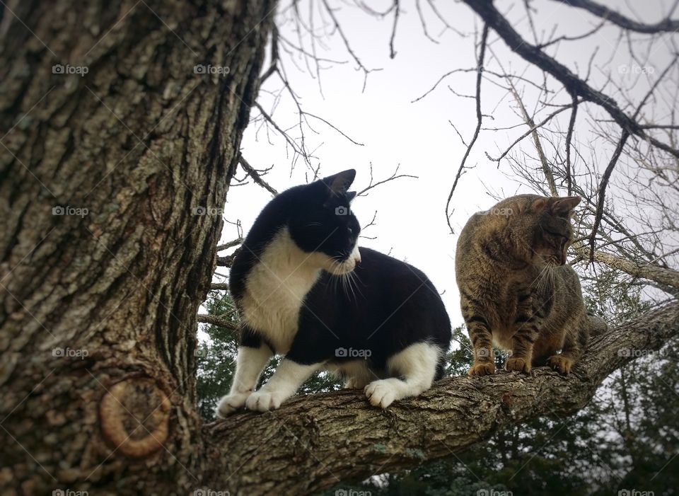 Cat's in a Tree