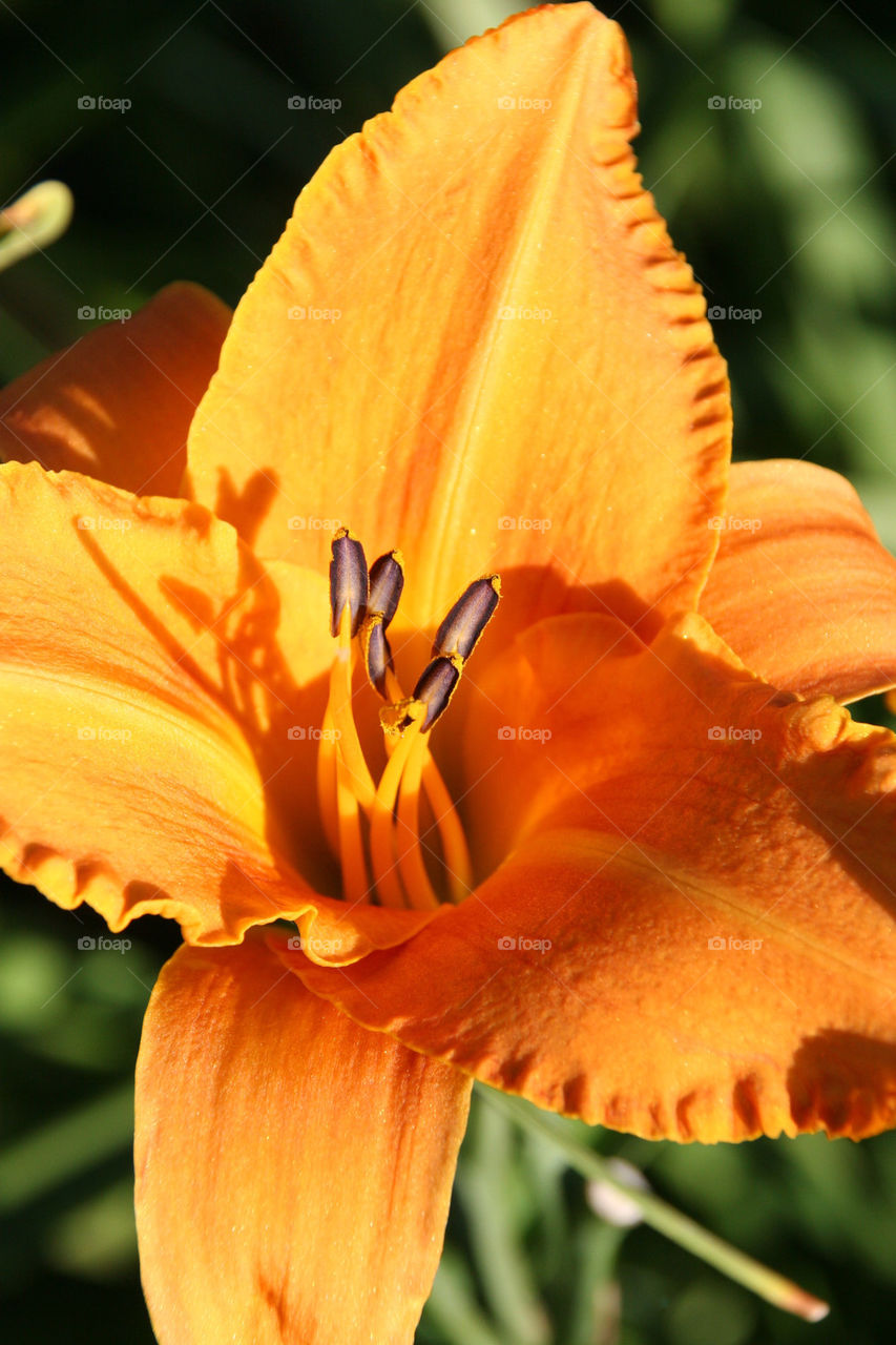 flower orange wild iris by kshapley