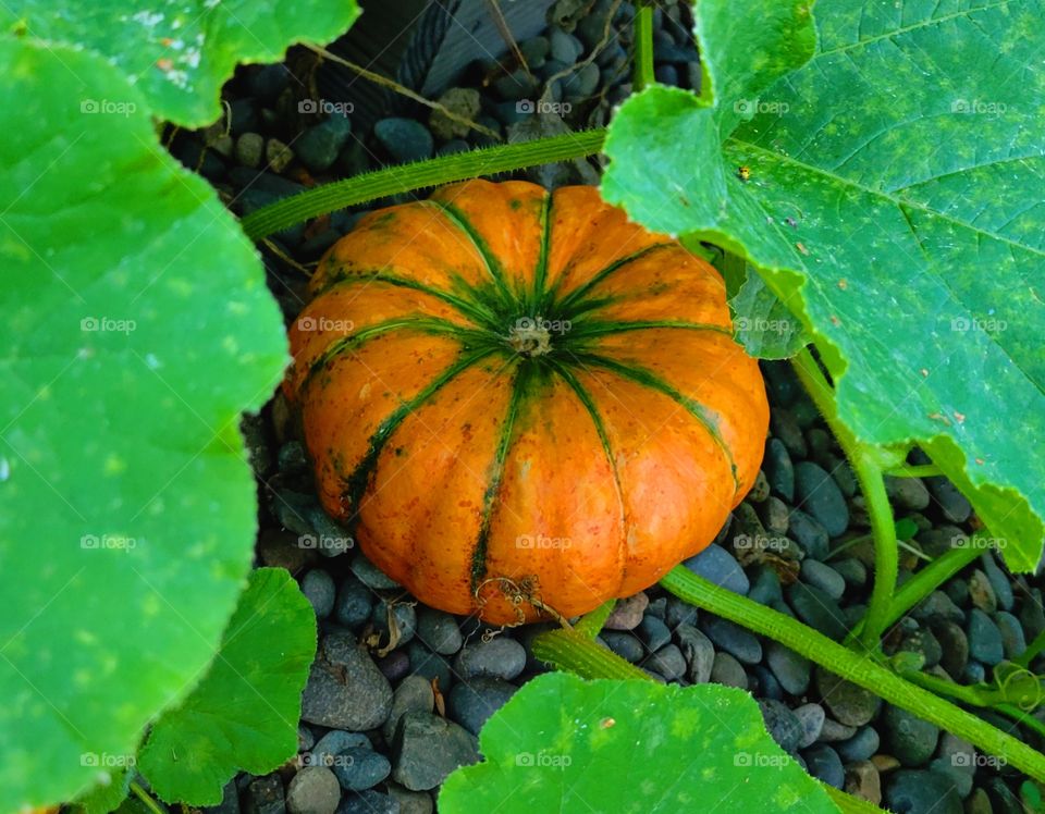 Portrait of a pumpkin plant