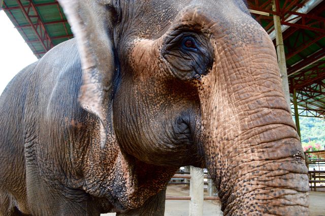 Asian elephant 