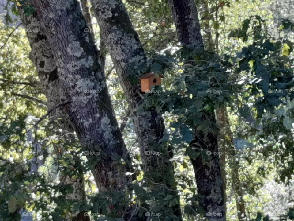 Bird House