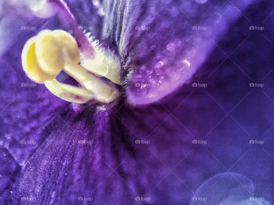 Color p1