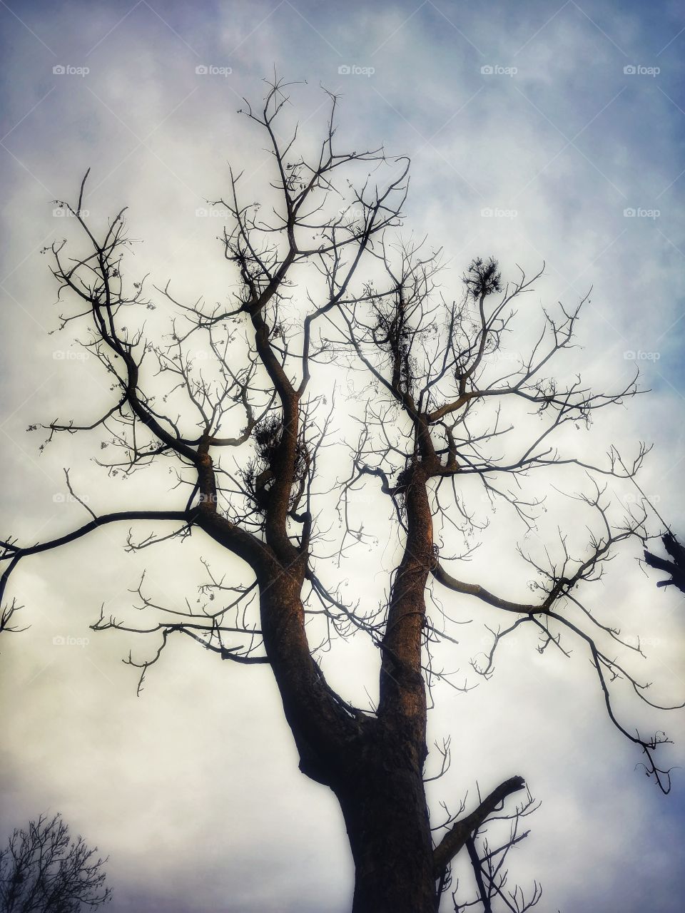 Beautiful big Leaf less tree is the sign of seasonal change. Concept of Autumn, seasonal cahnge