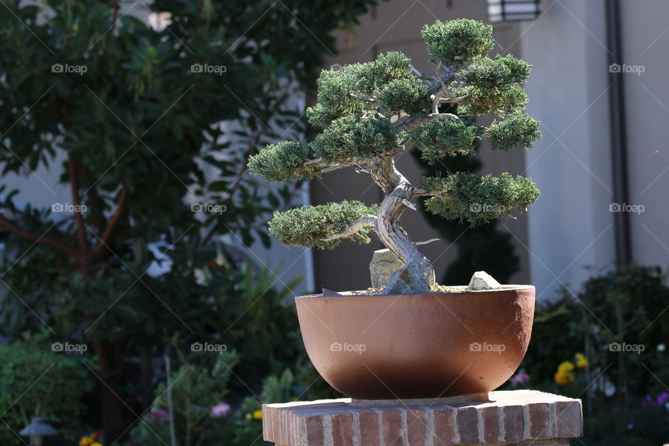 Bonzai in pot