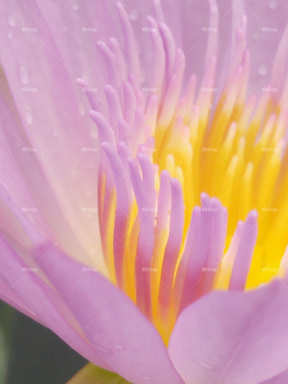 lotus pollen flower