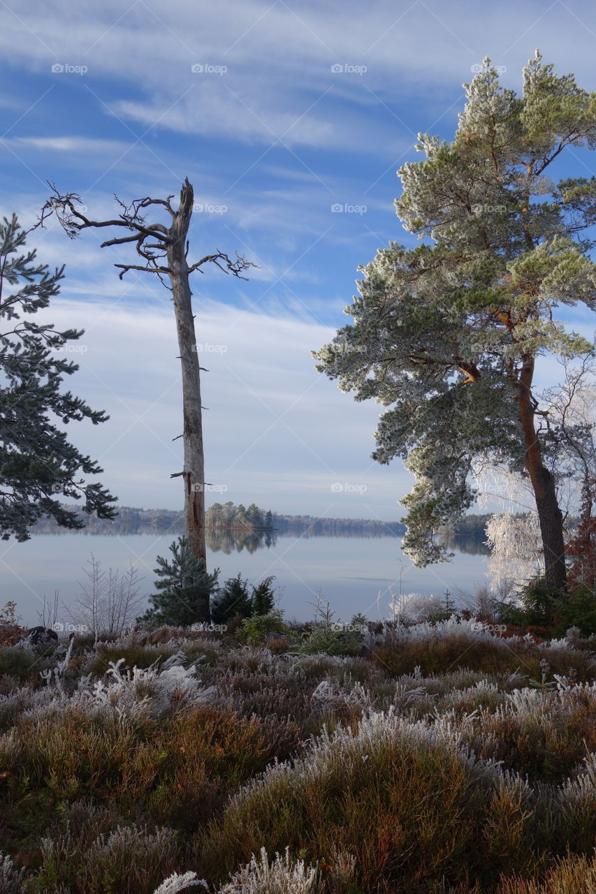 Winter landscape