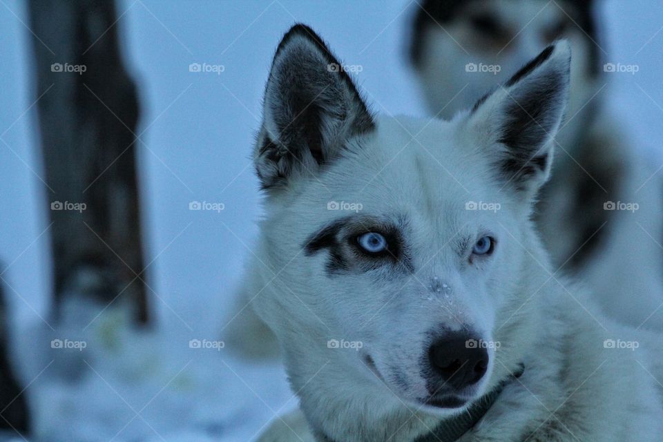 Close-up of a husky