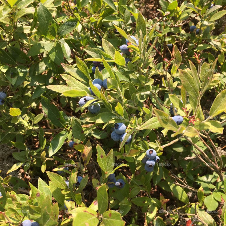 So Many Blueberries
