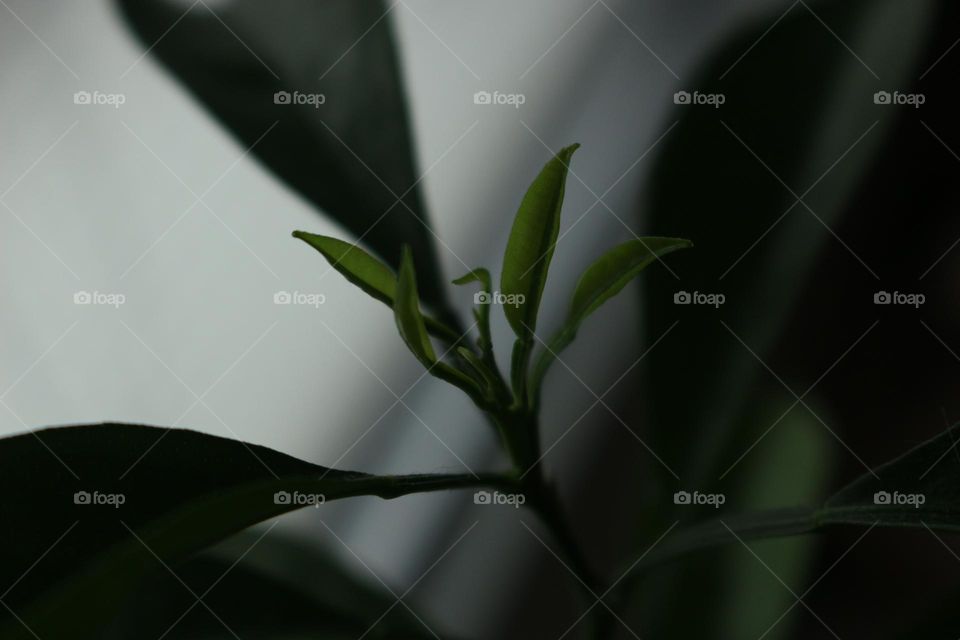 Green Leaves of a Tangerine Tree

Background for Your Text and Design