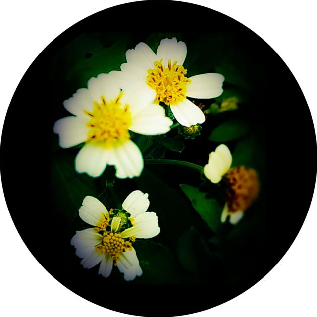 Wild flower