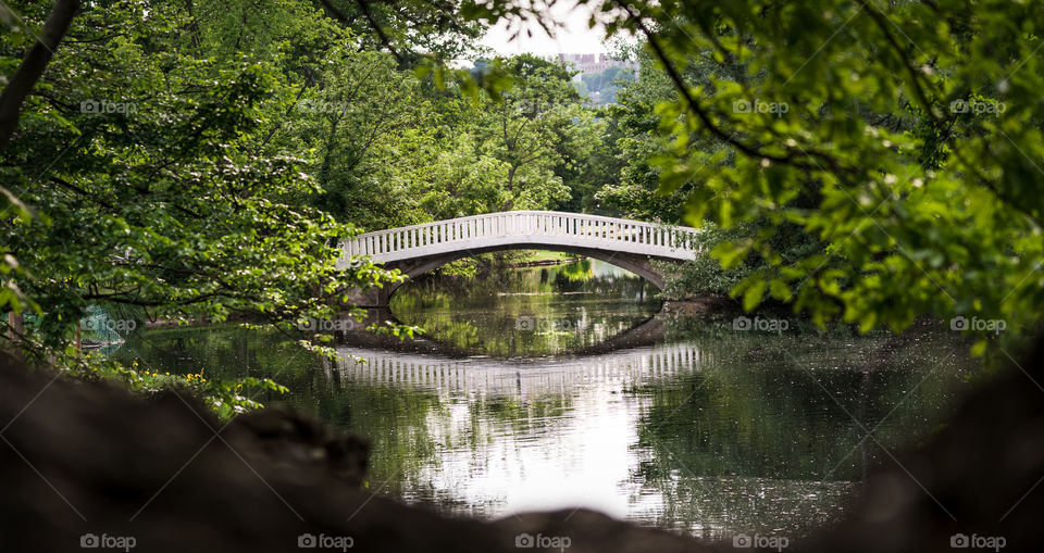 Bridge of the lake